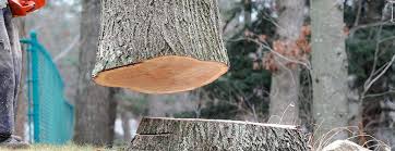 Trusted Maryville, IL Tree Services Experts