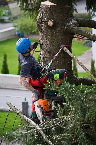 Best Emergency Tree Removal  in Maryvle, IL