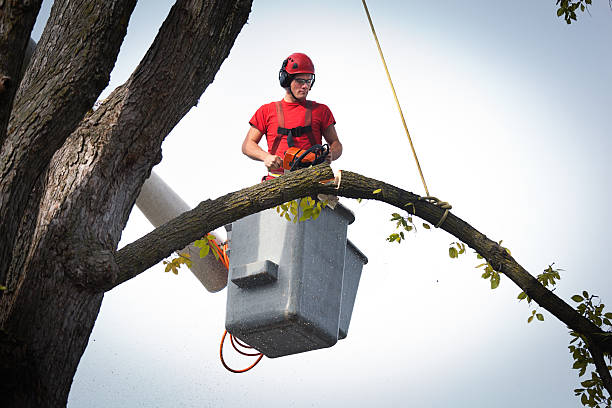 Best Tree Risk Assessment  in Maryvle, IL